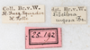CollectionObject 1559358; NMW 619, bc39e88c-1d19-45d3-9856-09f1ab52c63f: copyright NMW, Vienna. female, data labels (holotype). (CollectionObject).