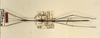 CollectionObject 1559066; 4416745c-266d-40cf-a6f4-f0b409ae828e: copyright ZMUH, Hamburg. male Lonchodes longiceps (holotype). (CollectionObject).