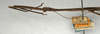 CollectionObject 1557677; NMW 527, be6f94cd-4659-4a92-a84e-ee65ad355f8f: copyright NMW, Vienna. male: head and thorax, lateral view (paralectotype). (CollectionObject).