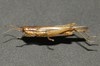 Cornops paraguayense (Bruner, 1906): male. (Otu).
