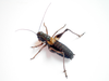 CollectionObject 1591464; 8c7fd3e5-db93-4687-974a-902f67a4ef8f: male (GR: Menalo Mountains). (CollectionObject).