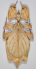 Cryptophyllium celebicum (Haan, 1842): copyright Frank Hennemann. female from Sulawesi (not type). (Otu).