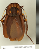 CollectionObject 1572956; c3486eab-d4d6-4652-8a4e-1337bb12eee0: Copyright Natural History Museum, London. Non-type (adult male) in BM(NH). Dorsal view. (CollectionObject).