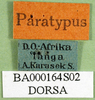 CollectionObject 1502789; 48972000-6978-4ffd-afb9-c53d6e3bfd5c: labels (paratype). (CollectionObject).
