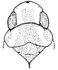 Head: Head, pronotum and mesonotum, dorsal view. (Observation).