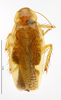 CollectionObject 1587764; MNHN(SF IMPORT DUPLICATE) MNHN-EP-EP1767, b71a36bb-62e1-4f33-8ee3-fa22742a55df: CC BY-NC-ND 4.0/MNHN - Depraetere Marion - 2014. Paratype, female, of armata Princis, 1963. Specimen number: MNHN-EP-EP1767. http://coldb.mnhn.fr/catalognumber/mnhn/ep/ep1767. (CollectionObject).