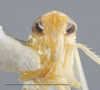Head: !! display not done !! on Empoasca (Empoasca) ledesma Ross, 1959: Head/Face. (Observation).