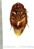 Gyna maculipennis (Schaum, 1853): (Otu).