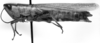 CollectionObject 1533572; fb587f2b-7407-4952-a2e9-58daff1a2e41: Image Carbonell, C.S. female, lateral view (holotype of Amblyscapheus lineatus). (CollectionObject).