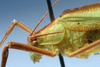 CollectionObject 1517503; d6d11d4c-4cb1-4895-aa74-2c9a4d66118f: male pronotum, lateral view (holotype). (CollectionObject).