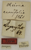 CollectionObject 1529679; ebb37810-7a8b-43a6-bdff-fb041c671801: labels (holotype). (CollectionObject).