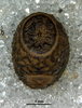 CollectionObject 1581376; 59bc794b-232e-463a-8ac0-005b3ce961cc: copyright MZSP. egg, anterodorsal view showing operculum. (CollectionObject).;CollectionObject 1581377; d45c686c-a707-4895-a1dc-935a9f403e39: copyright MZSP. egg, anterodorsal view showing operculum. (CollectionObject).;CollectionObject 1581378; 7170e432-3969-4793-b5be-5351c968f6f2: copyright MZSP. egg, anterodorsal view showing operculum. (CollectionObject).