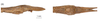 CollectionObject 1597508; 3a545086-2ed2-4cc5-afdc-b8b1370489a8: copyright QM. male: end of abdomen, lateral & dorsal views (paratype). (CollectionObject).;CollectionObject 1597509; 8c78e5da-db61-4c63-9939-2a8b8f4f819d: copyright QM. male: end of abdomen, lateral & dorsal views (paratype). (CollectionObject).