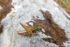 CollectionObject 1598788; 87d0040b-884b-4af3-944f-3a99f0137a40: male. (CollectionObject).
