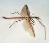 CollectionObject 1560551; e4cfb842-e6f2-4bdb-8605-0195e8800d57: copyright O. Zompro. male (lectotype). (CollectionObject).