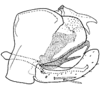 Pygofer (E. integrata Dwor.) Depicts Pygofer, lateral view, an Observation.;Pygofer (E. integrata Dwor.) Depicts Pygofer, lateral view, an Observation.