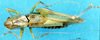 CollectionObject 1572220; 72a96253-4660-4fc2-b805-0a998261ef08: male, dorsal view (paratype of Vichetia helleri). (CollectionObject).