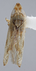 Habitus, dorsal view: !! display not done !! on Scaphytopius n. sp. EC18: Scaphytopius Ball, 1931: (Observation).