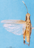 CollectionObject 1580262; e71a7e10-20d1-4130-b838-6d2678070b25: male, dorsal view (paralectotype). (CollectionObject).