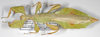 Cryptophyllium celebicum (Haan, 1842): copyright Frank Hennemann. male from Sulawesi (not type). (Otu).