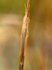 CollectionObject 1574024; 9270f227-d53b-4d3e-bb4f-49d62f926937: male (Albania, Divjakë-Karavasta NP). (CollectionObject).