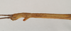 CollectionObject 1558545; NHMUK(SF IMPORT DUPLICATE) 844753, 8b6c281e-0e2d-4fe3-9c31-4b2526afe683: copyright Natural History Museum, London. female: head and thorax, lateral view of Bacillus peridromes (holotype). (CollectionObject).