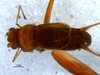 CollectionObject 1580525; 4cdac0d0-89de-4eb4-a381-b7cab5f99cb7: male, dorsal view (paratype). (CollectionObject).