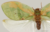 CollectionObject 1586785; ce650518-bc80-45c5-93d1-66ff821905ce: male, dorsal view, scale bar = 10 mm. (CollectionObject).