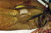 CollectionObject 1500601; eca864f1-ada4-4f96-b300-61a4c59c7ac5, DORSA BTtetfenHTM: male, base of left tegmen (holotype). (CollectionObject).