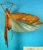 CollectionObject 1500618; c4a4a589-326c-4011-aff6-0709807a7fe2: female, dorsal view (holotype). (CollectionObject).