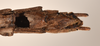 CollectionObject 1562252; e4ecf6ce-88ff-46e0-83e1-d582b1606cfc: copyright OUMNH. female: end of abdomen, ventral view of Phasma (Necroscia) maculicollis (lectotype). (CollectionObject).