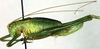 CollectionObject 1502539; 2c088e60-32ad-4f96-9ae5-4ab987e98195: female, lateral view (allotype). (CollectionObject).