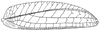 Chloracris prasina (Pictet & Saussure, 1892): Fig. 32. female right tegmen (85-88 mm). (Otu).