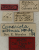 CollectionObject 1535064; 570c72b6-cbab-47b9-ba5a-d9e15438a81f: labels (holotype). (CollectionObject).