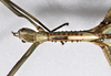 Paratropidoderus spinosus Brock & Hasenpusch, 2007: copyright ANIC. female: head & thorax, dorsal view, from Cobar, NSW, 8.i.1974 (non-type). (Otu).