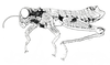 Shelfordites aberrans Karny, 1910: Fig. 3a. male habitus. (Otu).