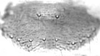 Connective.: Hairs on subgenital plate of A. thaspii. (Observation).