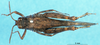 CollectionObject 1543101; d36e4dff-3ea0-4a2c-b335-290cd52349d8: male, dorsal view (neosyntype). (CollectionObject).