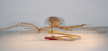 CollectionObject 1558202; 4d7cdb06-3cfc-472e-8eac-55193cff85f2: copyright MNCN, Madrid. male of synonym Acrophylla phyllocerca (paralectotype). (CollectionObject).