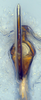 Aedeagus, ventral view: (Observation).