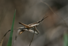 FieldOccurrence 202; 0a9c76b1-bed1-4512-8118-1398a11028d1; Tanzania
eastern slopes Kilimanjaro, 2010/11/13: male. (FieldOccurrence).