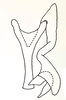 Connective: Connective and style, dorsal view. (Observation).