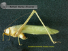 CollectionObject 1537474; f8c7a369-a186-4dff-9203-124c9672371d: male (probably holotype). (CollectionObject).