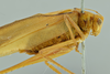 CollectionObject 1532168; NMW 3927, da87a7fb-14fc-4e06-a66c-6ae8e4e55b03: male, close-up of body, lateral view (holotype). (CollectionObject).