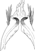 Pygofer ventral appendages, ventral view: !! display not done !! on Phlogotettix cyclops (Mulsant & Rey, 1855): Pygofer ventral appendages, ventral view. (Observation).