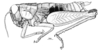 Propedies microsanguineus Cigliano & Lange, 1998: Fig. 3A. Female (lateral view). (Otu).