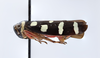 Habitus, lateral view on Amblyscartidia albofasciata (Walker, 1851): (Observation).