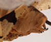 CollectionObject 1534631; 8cd11505-d7f4-4a3c-bba4-3379692a6d64: male abdomen tip, lateral view (holotype). (CollectionObject).