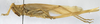 CollectionObject 1539600; d5aad2e0-fbf0-4e8d-b2c6-0455accae3a6: female, lateral view (holotype). (CollectionObject).