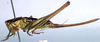Austrodectes monticolus Rentz, 1985: female (paratype). (Otu).